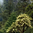 林芝旅游 缩略图 2