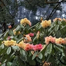 林芝旅游 缩略图 5
