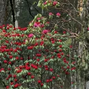 林芝旅游 缩略图 6