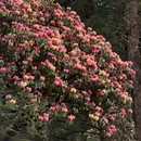 林芝旅游 缩略图 1