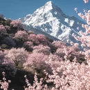 林芝旅游 缩略图 5