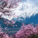 林芝旅游 缩略图 4