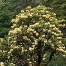 林芝旅游 缩略图 10