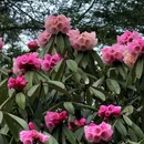 林芝旅游 缩略图 9