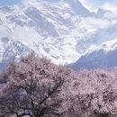 林芝旅游 缩略图 4