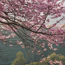 福州旅游 缩略图 2