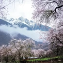林芝旅游 缩略图 1