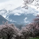 林芝旅游 缩略图 4
