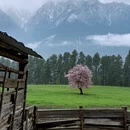 林芝旅游 缩略图 2