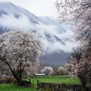 林芝旅游 缩略图 6