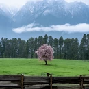 林芝旅游 缩略图 7
