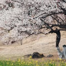 林芝旅游 缩略图 12