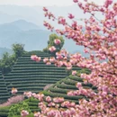 杭州旅游 缩略图 2