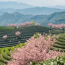 杭州旅游 缩略图 4