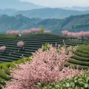 杭州旅游 缩略图 3