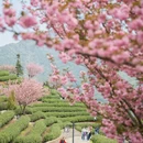 杭州旅游 缩略图 6