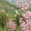 杭州旅游 缩略图 12