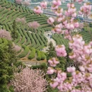 杭州旅游 缩略图 7