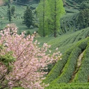 杭州旅游 缩略图 11