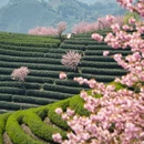 杭州旅游 缩略图 16