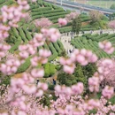 杭州旅游 缩略图 13