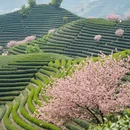 杭州旅游 缩略图 14