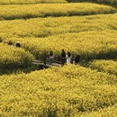 扬州旅游 缩略图 5