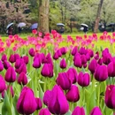 杭州旅游 缩略图 5