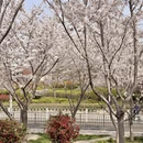 青岛旅游 缩略图 3
