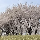 青岛旅游 缩略图 2