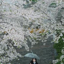 上海旅游 缩略图 11