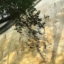 黄山旅游 缩略图 17