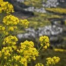 黄山旅游 缩略图 3