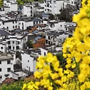黄山旅游 缩略图 4