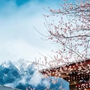 林芝旅游 缩略图 2