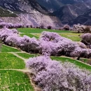 林芝旅游 缩略图 7