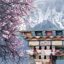 林芝旅游 缩略图 4