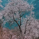林芝旅游 缩略图 1