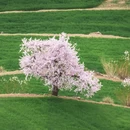 林芝旅游 缩略图 4