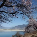 林芝旅游 缩略图 4