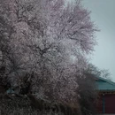 林芝旅游 缩略图 7