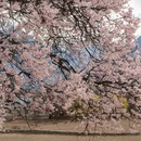林芝旅游 缩略图 3