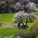林芝旅游 缩略图 5
