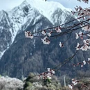 林芝旅游 缩略图 4