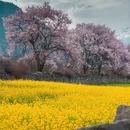 林芝旅游 缩略图 8