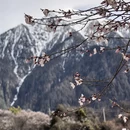 林芝旅游 缩略图 8