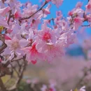 金华旅游 缩略图 1