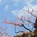 金华旅游 缩略图 7
