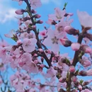 金华旅游 缩略图 6