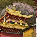 林芝旅游 缩略图 9